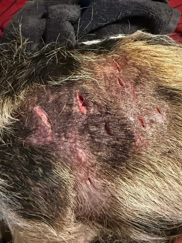 KellyDill27's tweet photo. Waddles the Pig
Quincy update:
Quincy is recovering well and has fit in with his new herd. He is loving life and it’s hard to believe that this baby was near death and spent a month in ICU.
#donategg
#RescueOperation 
#moralethics https://t.co/H7N7EsuGrP