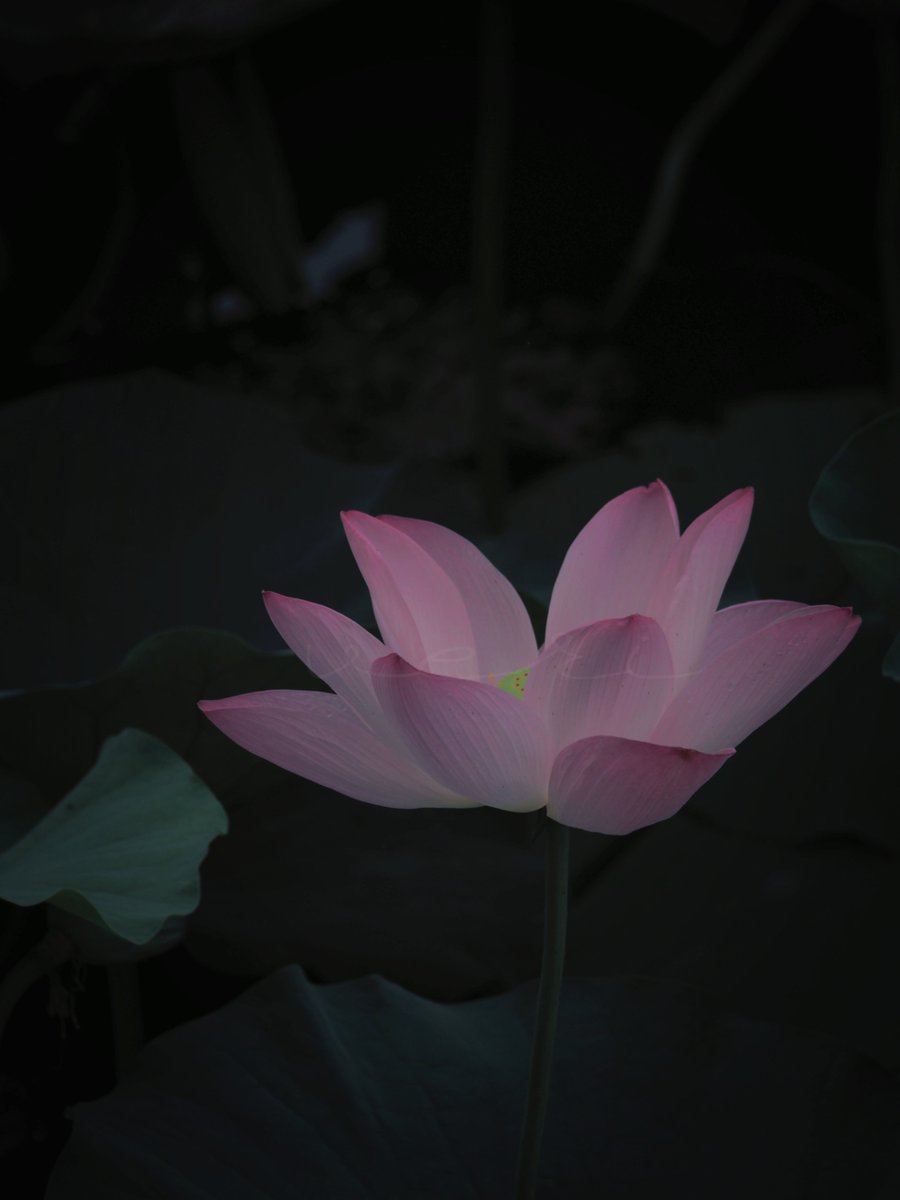 VERISUKE0805's tweet photo. 蓮の花
The lotus flowers https://t.co/f3syuM1ug5