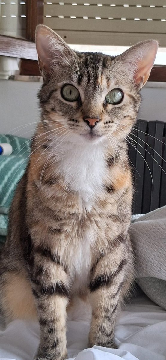 Abeiroanimal's tweet photo. 🐾 ACOLLIDA OU ADOPCIÓN EXTERNA 🐾

Esta gatiña de 2 anos busca familia que poida darlle unha oportunidade.
A súa familia está a atravesar unha situación persoal que lle impedirá facerse cargo dela durante un tempo. Se queres axudar porémoste en contacto coa familia . https://t.co/8nvfxtbSqs