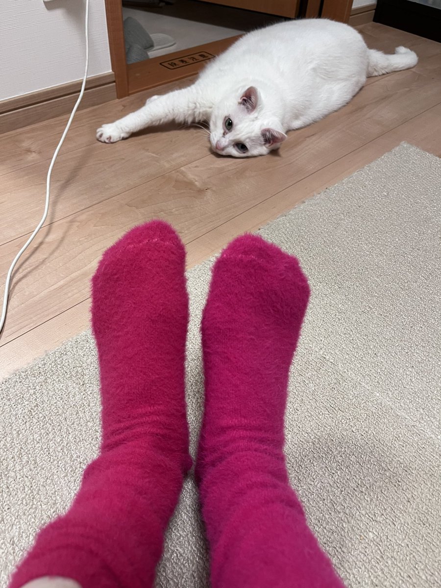 eaisung's tweet photo. 室温28℃なのに足の冷えがつらい。 https://t.co/uVR2rprOXP