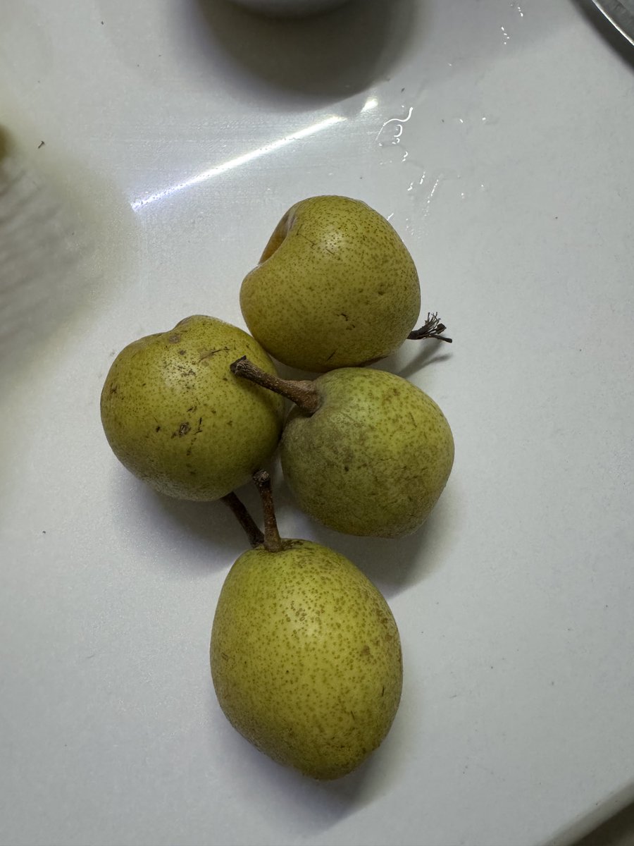 lsinghal24's tweet photo. @letsblinkit @blinkitcares Blinkit doing scam sending substandard products at very premium price. Ordered 2 nos. Of tender coconut and got 50 ml of water in each. Also ordered Pears Barlett (Babugosha) and they have sent normal Indian country pears. https://t.co/Q8ydPu6Yeg