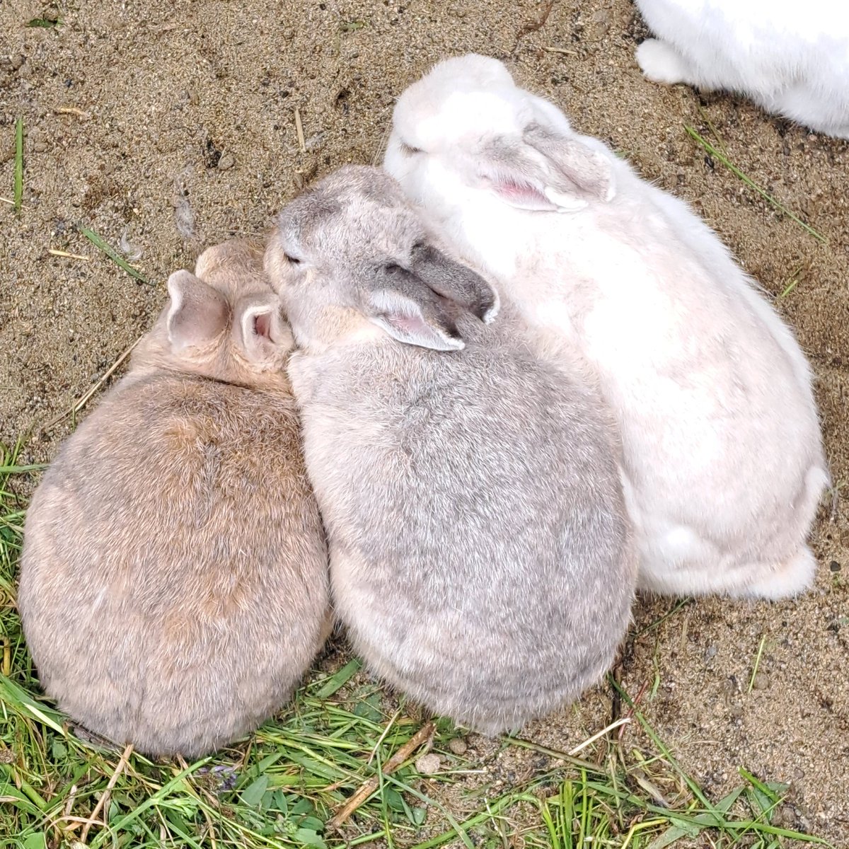 yomogi41's tweet photo. 今日の釧路は寒すぎ
仲間に入れてほしい
#釧路動物園 https://t.co/jp6rlHzTYA