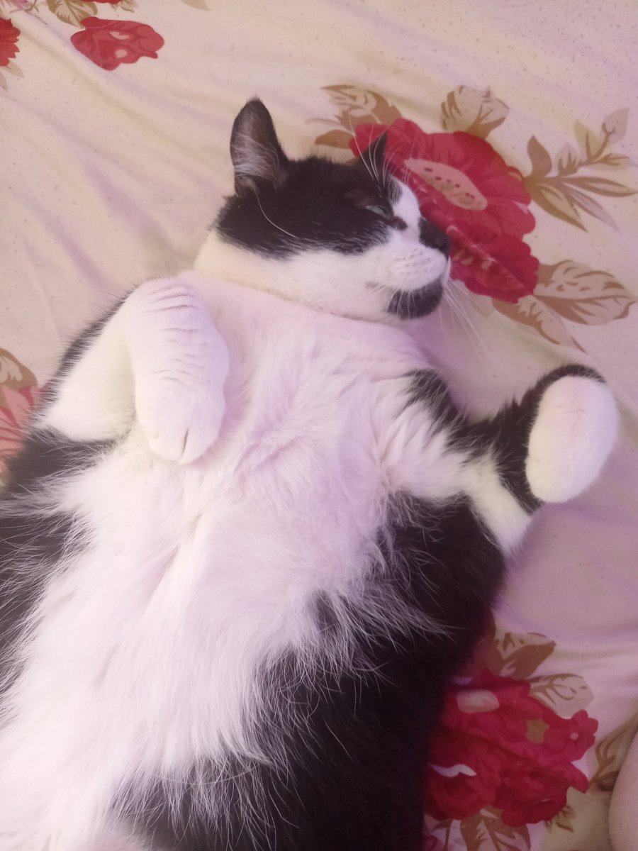 Kayleigh_Ellen9's tweet photo. Isn't he just perfect haha 😻😻 and he has such a tude haha side eye and everything 😂😂😂😂 https://t.co/2tjsCGl8G6