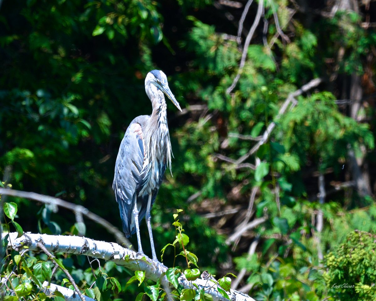 ptbo_scapes's tweet photo. Discover the Majestic Beauty of the Great Blue Heron!
The majestic great blue heron stands tall and proud, nestled among the branches of the trees! With its striking blue-gray feathers glistening in the sunlight, it exudes elegance and grace.

©Ken Oliver https://t.co/iWxn8stqu6