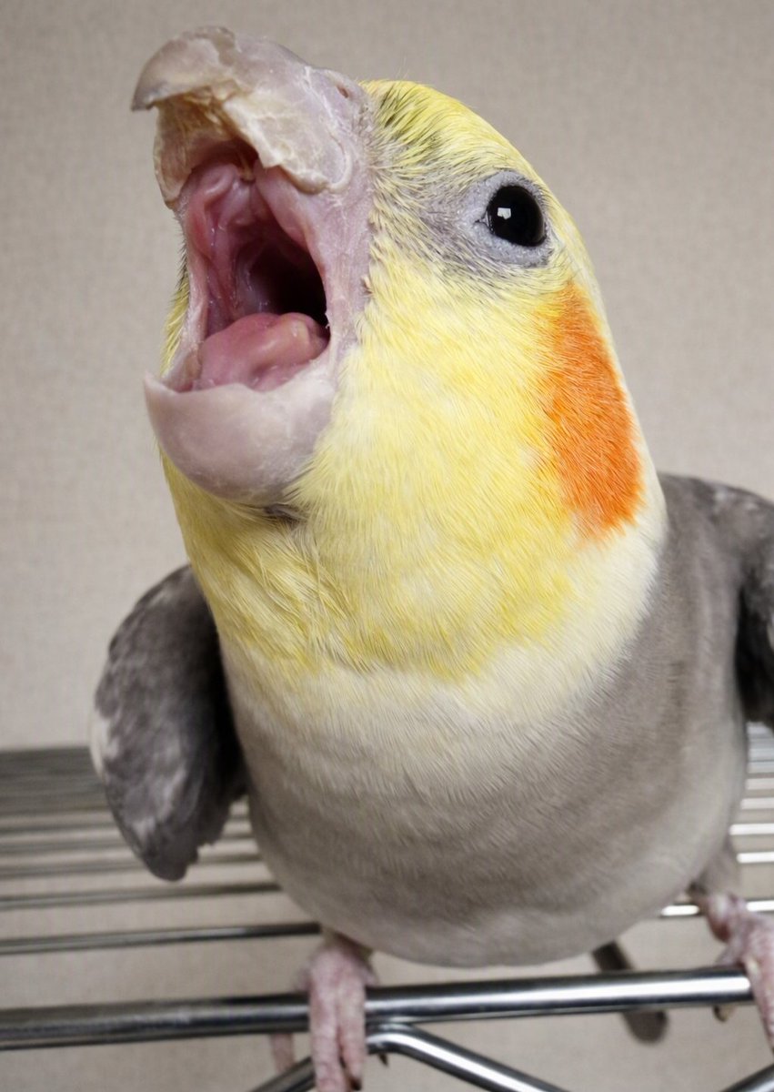 父ちゃん(コハ) tweet media