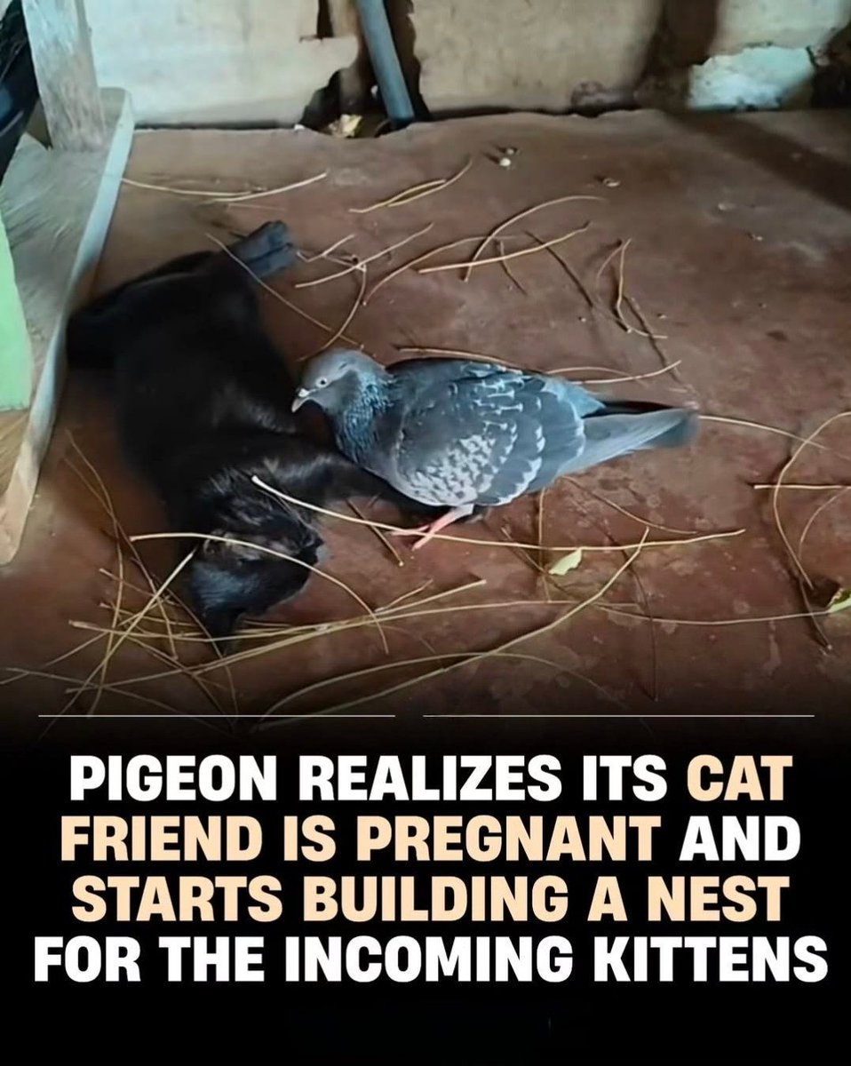 Cats Out Of Context tweet media