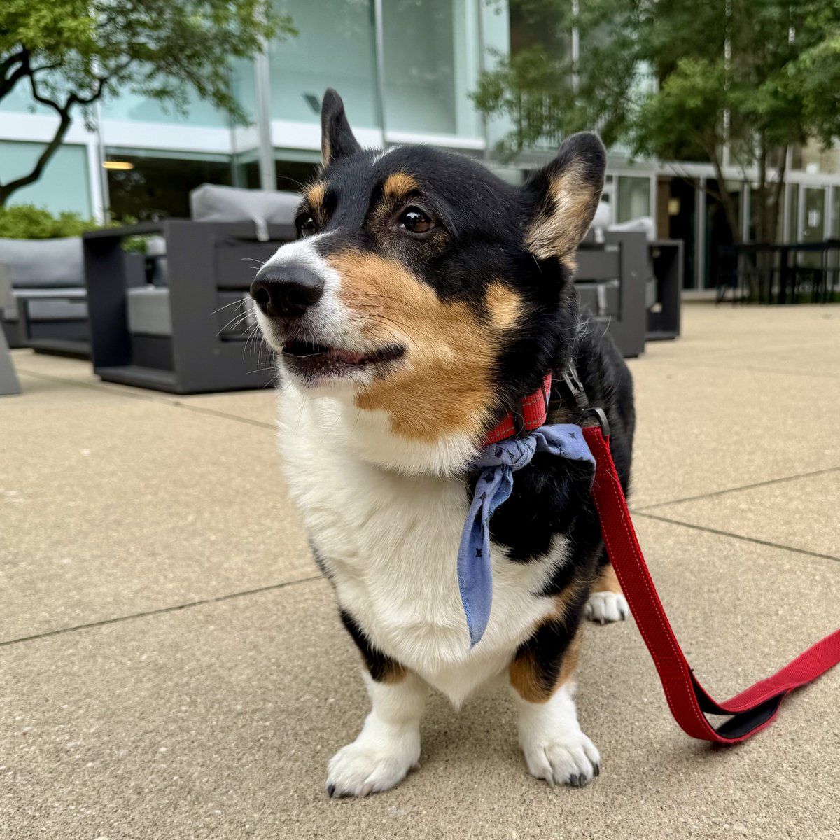 Ralph the Corgi tweet media