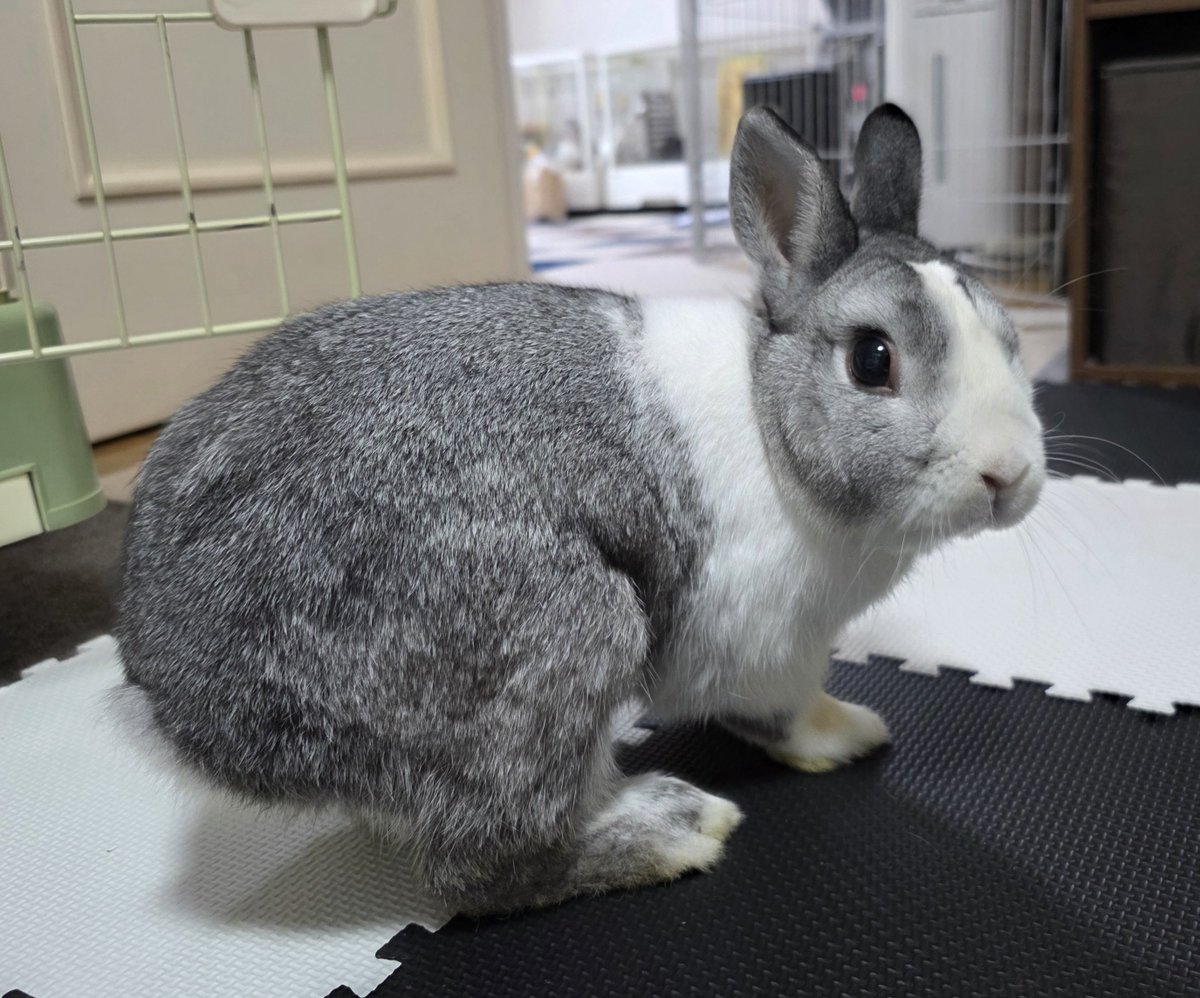 こんにちは🫠🐰🐰🐰🐰 #うさぎ
