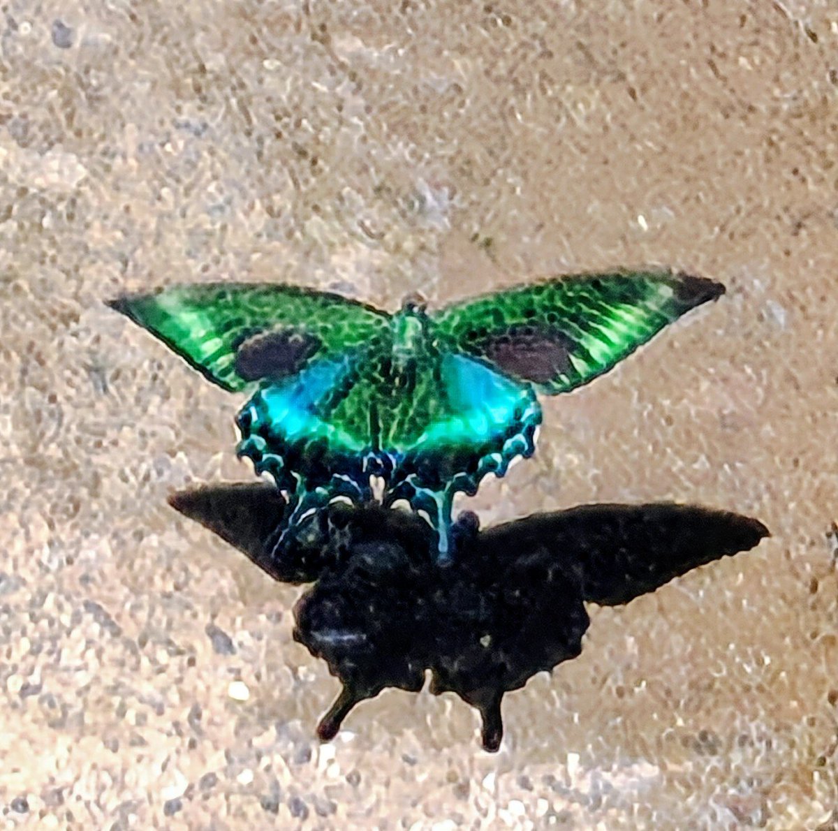 kedammois's tweet photo. 途中で見つけた綺麗なチョウ　ミヤマカラスアゲハと言うそうな　ミヤマと付くとレア度高そうだよね(*´ω｀*) https://t.co/N9kymSviHO