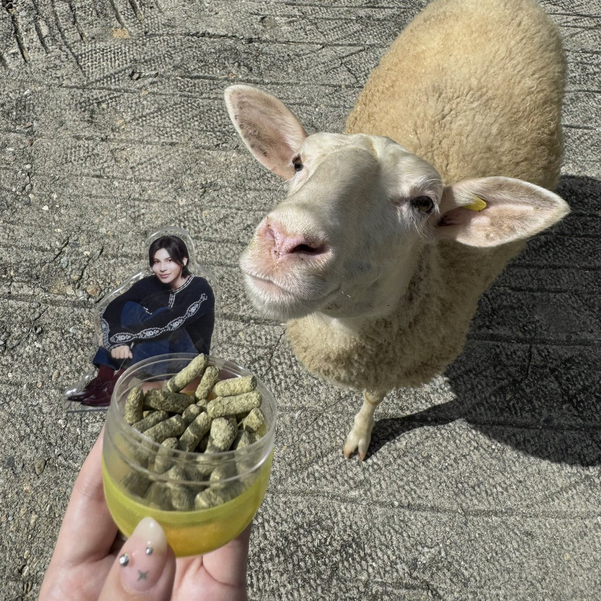 Post by まﾁｬﾝ on X: ひつじ㌠🐏⸒⸒