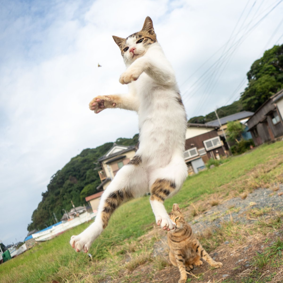 久方 広之「のら猫拳」 (@sakata_77) / Posts / X