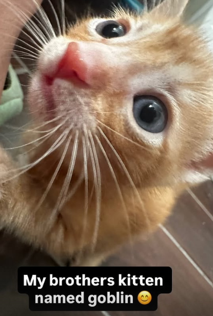 creamchelly2's tweet photo. Okay, This is literally insane 

We all know Zazu, one of the most iconic cats in memecoins

Well.. turns out Zazu has a brother Named Goblin, Goblin is a newborn kiteen 

Goblin and Zazu both ran to 20m

This is literally the cat runner we need

https://t.co/jDXVI5TYnL
https://t.co/fWGb2BcsqN