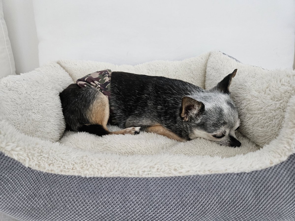 daanschrijft's tweet photo. Mijn huis is een teringbende, maar deze kleine lieverd is belangrijker dan een smetteloze hut.
#Moos #Chihuahua #UitElkaar #CoOuderschap https://t.co/grXu1584BN