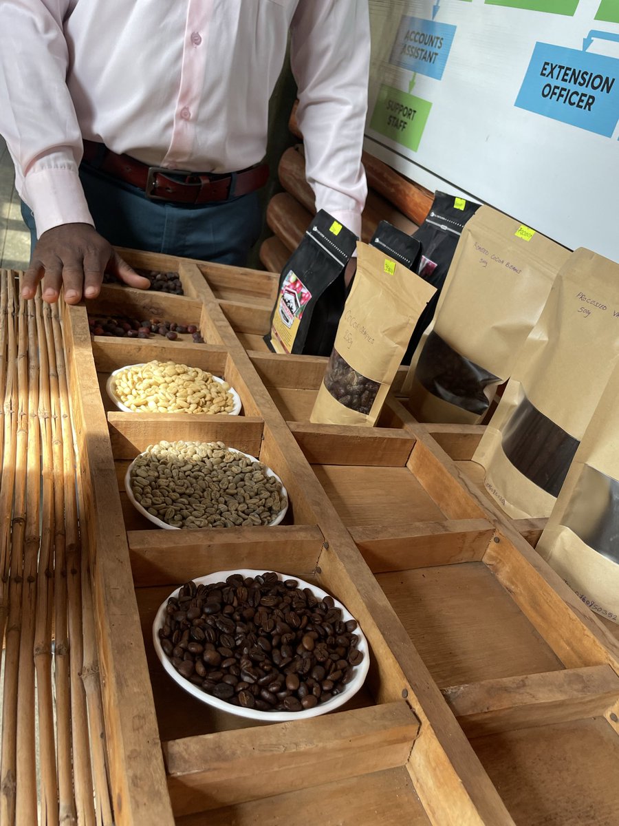 Muganzisecure's tweet photo. Can 50 acres of coffee generate US$1 million? 
Yes but only if we stop thinking like raw commodity sellers.

The problem isn’t that our farmers don’t grow enough coffee. The problem is that we’ve been taught to measure success by the number of bags we sell instead of the number of consumers who buy our brand.

Imagine a well-managed 50-acre coffee farm.

450 coffee trees per acre
50 acres = 22,500 trees
Each tree produces 2 kg of green coffee

That gives us:

22,500 trees × 2 kg = 45,000 kg of green coffee.
After roasting (assuming an 85% roasting yield), that’s approximately: 38,250 kg of roasted coffee.

Package it into 250 g bags:

38,250 kg ÷ 0.25 kg = 153,000 bags.

If each bag sells for US$6, the revenue becomes: 153,000 × US$6 = US$918,000.

Now imagine you build a strong Ugandan coffee brand, improve your packaging and sell that same 250 g bag for just US$6.55 instead.

153,000 × US$6.55 = US$1,002,150.

That’s over US$1 million from the same 50 acres.

Nothing changed on the farm.

The coffee didn’t suddenly become magical. The difference was value addition.

For too long, we’ve celebrated exporting raw coffee while other countries roast it, package it, tell its story and earn the biggest share of the profit. We’ve become experts at producing wealth for everyone except ourselves.

The future of Uganda’s coffee industry won’t be built by growing more coffee alone. It will be built by young people who own roasteries, create brands, design beautiful packaging, open cafés, sell online and place Ugandan coffee on supermarket shelves across the world.

Coffee is not just an agricultural product. It is a brand, an experience, and a business.

The question is no longer whether Uganda can produce enough coffee.

The question is: When will we start owning more of its value?

The goal is a million dollar farm who is in we make this happen