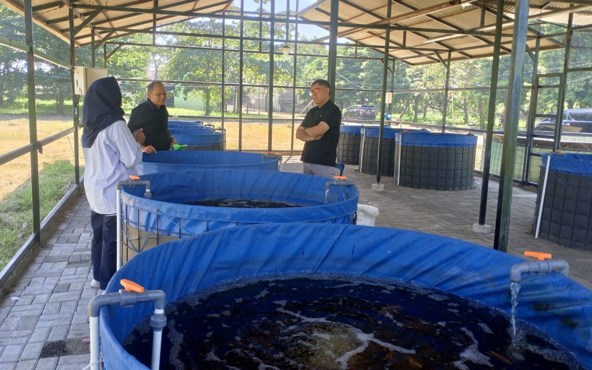 bppsdm_kp's tweet photo. #SobatBahari, menutup kunjungan kerja di Jawa Timur, Kepala #BPPSDMKP @in_radiarta meninjau budi daya nila berbasis bioflok di @bppsdm_pkpsda . Pengembangan ini diharapkan menjadi ruang belajar sekaligus model budi daya yang bermanfaat bagi masyarakat

#KKPGOID #SDMKP @kkpgoid https://t.co/76oKxZ9aNZ