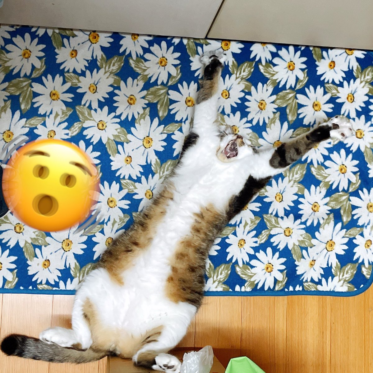 murmurata's tweet photo. 料理中の足元に居ていい佇まいじゃなさ過ぎる https://t.co/BpKa77XpUl