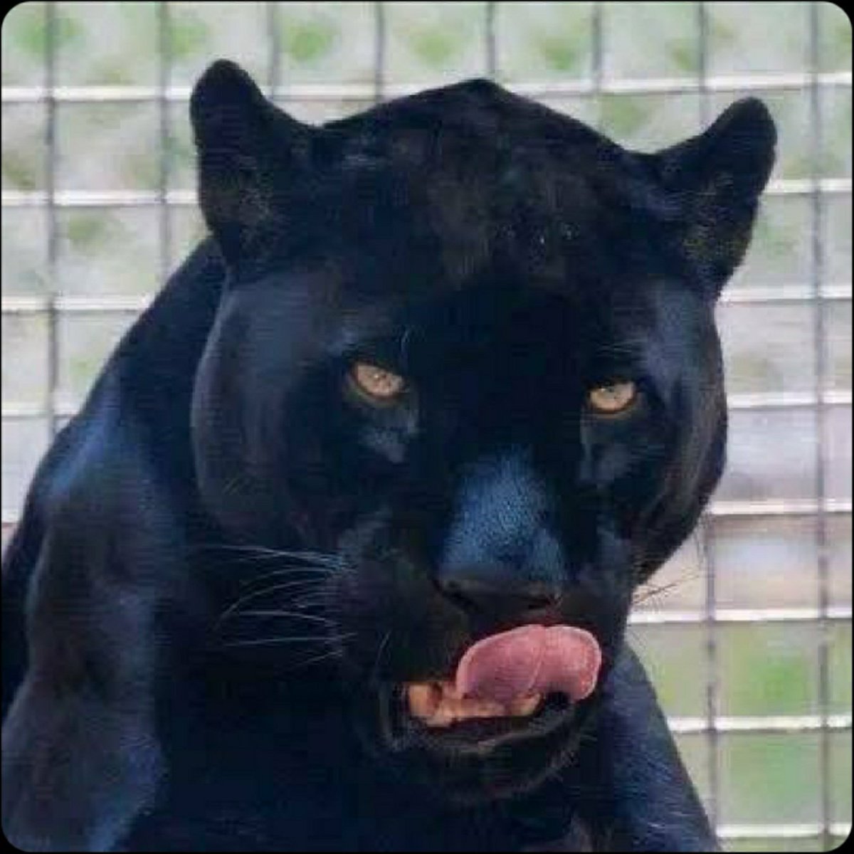 Boyravee's tweet photo. When your girlfriend is cheating on you with another girl and you catch both of them together in your bed https://t.co/b65aax41Gt
