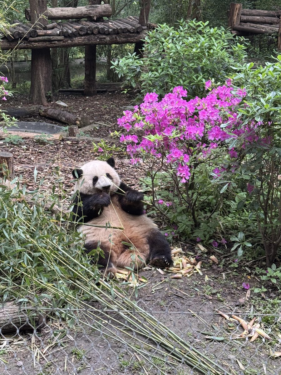 VickyAntoi20439's tweet photo. Arrived at the panda base at 7 AM, and the pandas were already having breakfast! Haha🤣
#GiantPanda #Zoo https://t.co/9RnVwT9F3U