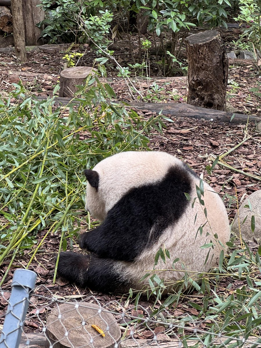 VickyAntoi20439's tweet photo. Arrived at the panda base at 7 AM, and the pandas were already having breakfast! Haha🤣
#GiantPanda #Zoo https://t.co/9RnVwT9F3U
