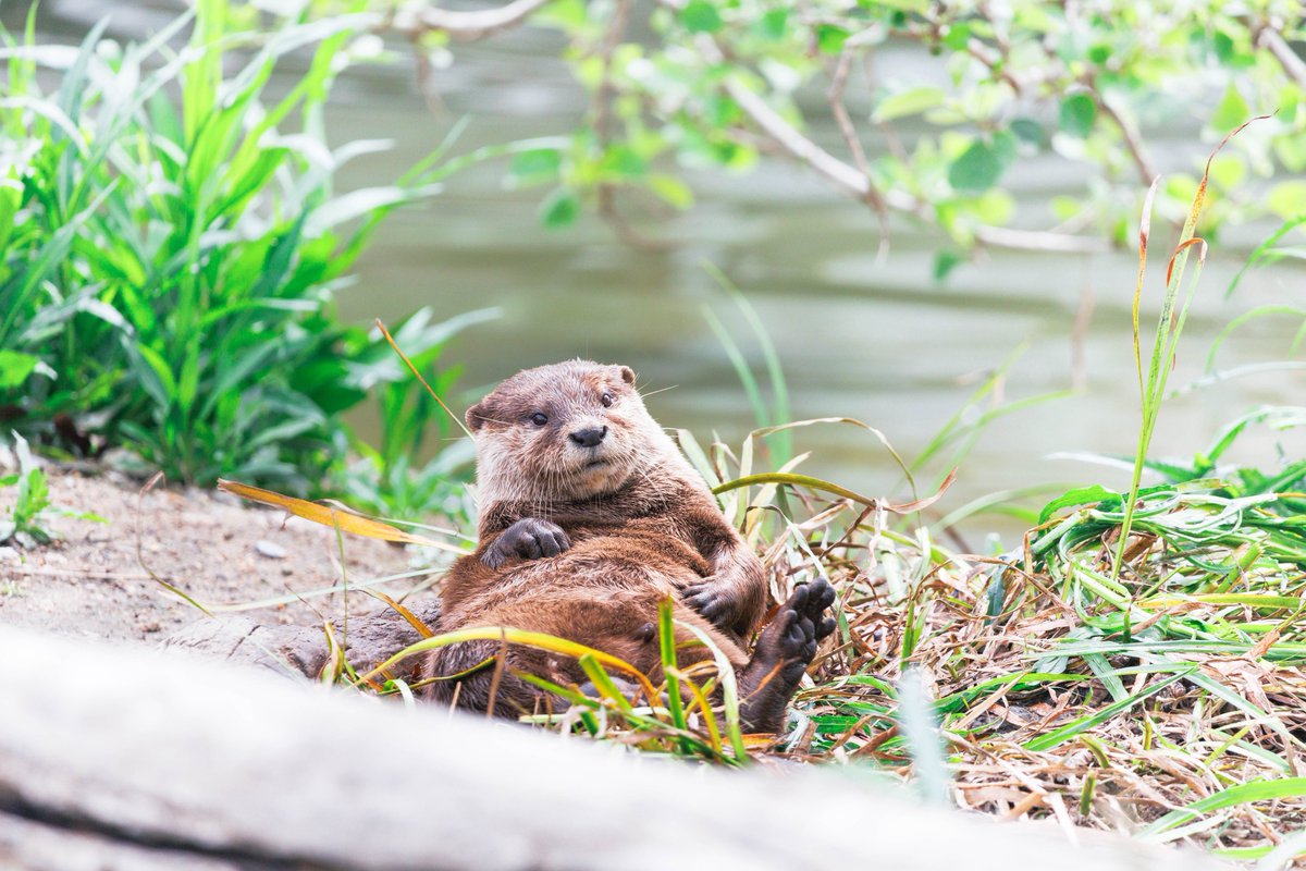 32hajiotter's tweet photo. #コツメカワウソ
#神戸どうぶつ王国
2026.5 https://t.co/BovaFUrgtw