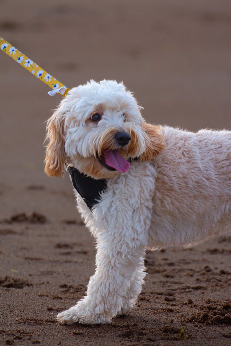 sambncl's tweet photo. Golden hour, sandy paws and one very happy Phoebe 🐾

#photography #dogsoftwitter #photooftheday #dogphotography https://t.co/1vIl7ESHsq