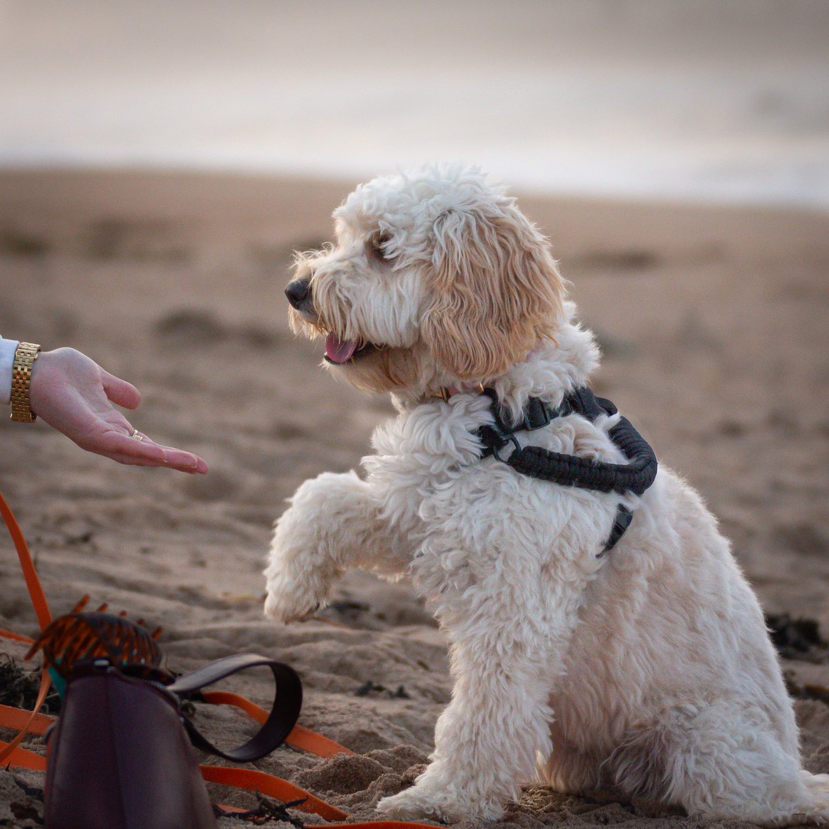sambncl's tweet photo. Golden hour, sandy paws and one very happy Phoebe 🐾

#photography #dogsoftwitter #photooftheday #dogphotography https://t.co/1vIl7ESHsq