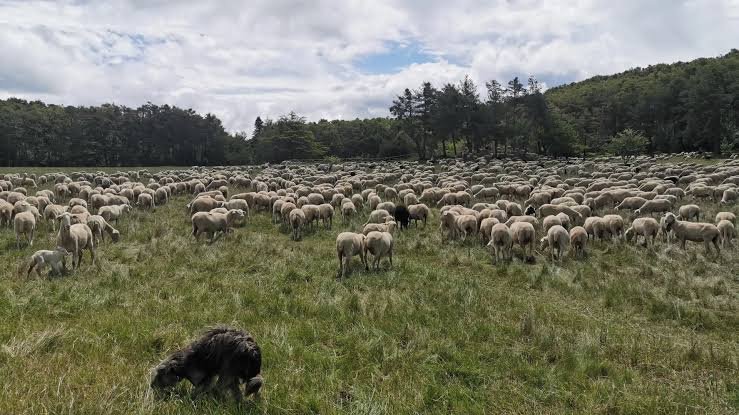 natadevesa's tweet photo. En los años 70 el #ICONA cuadriculaba los montes y mantenía los cortafuegos limpios a diente con el ganado
Hoy, el #ecologismo de salón marca las líneas de defensa con alfombras de matorral seco listas para arder
🌲🔥 https://t.co/T83PDAqIg5