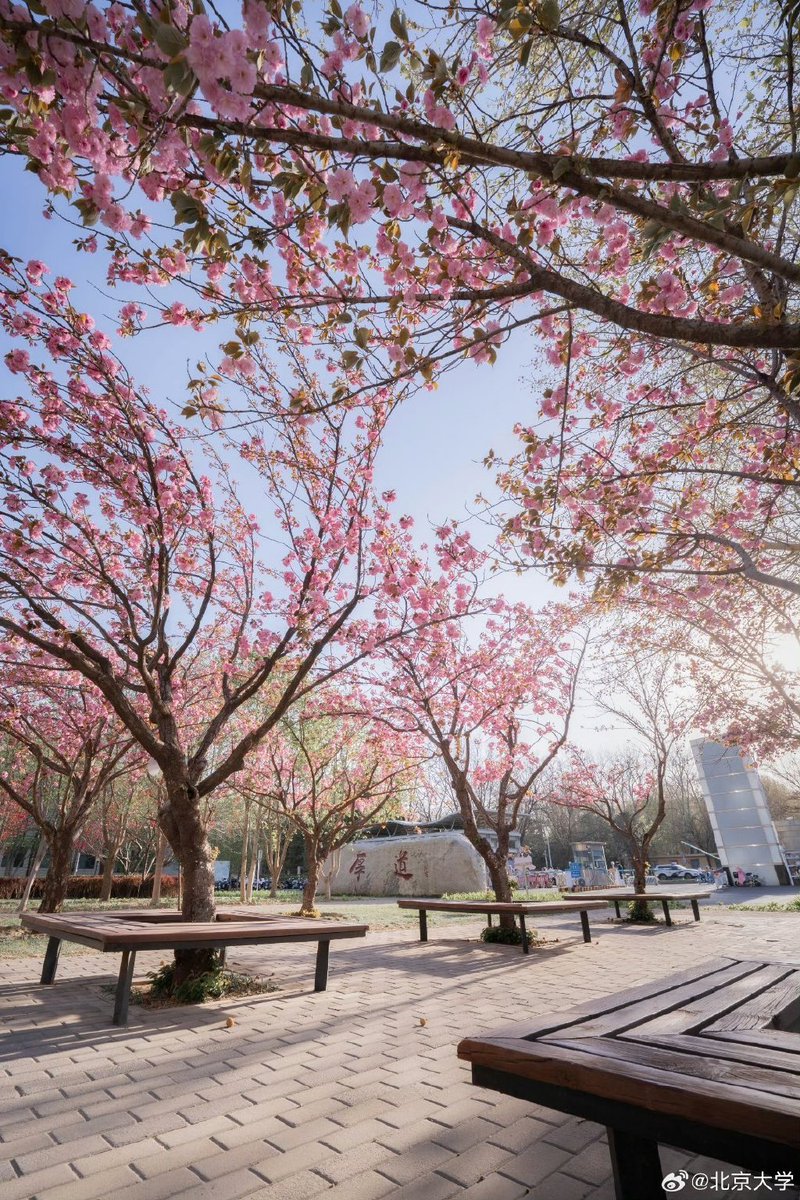 CoqWilliam's tweet photo. Spring breeze and cherry blossoms—sunny days perfect for a casual walk outside! https://t.co/0z9nGiyYZE