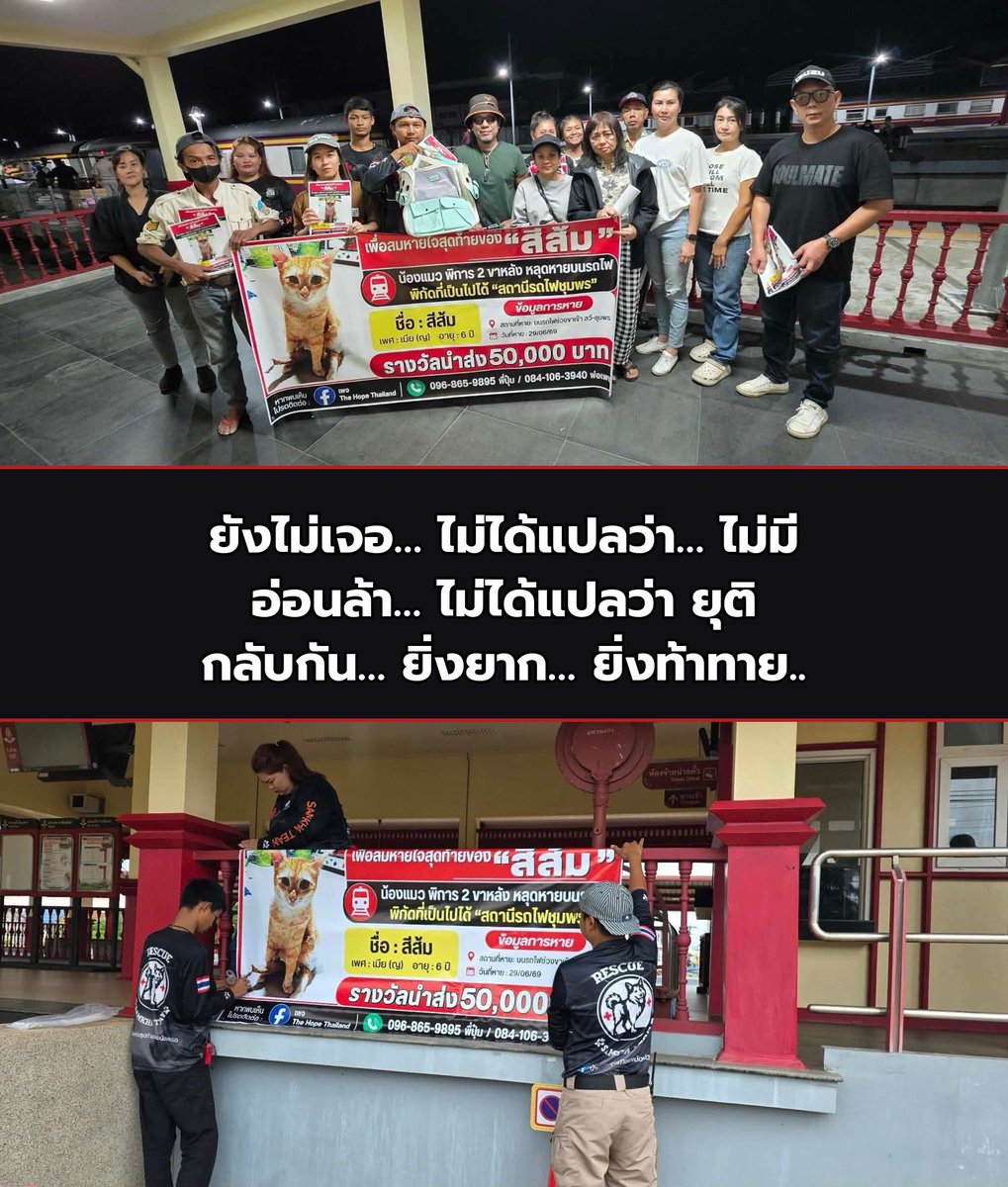tonever22's tweet photo. 📌 25 ก.ค. 2569 สรุปความคืบหน้าจากทุกแหล่งที่มีรายงานได้ดังนี้

◽️ทีม The Hope Thailand, ทีมบ้านหลังสุดท้ายของน้องจรจัด และทีมอาสากว่า 30-40 ท่าน ยังคงปักหลักค้นหาในพื้นที่เดิม ที่เชื่อว่า เป็นจุดที่น้องอาจเคยหลบซ่อน โดยยังใช้ทั้งการเดินค้นหา การเฝ้ากล้อง และติดตามทุกเบาะแสที่ประชาชนแจ้งเข้ามา พร้อมยืนยันจุดยืนว่า “ไม่เจอ ไม่สุด ไม่หยุด !!!”  

◽️เบาะแสจากชาวบ้าน ที่เคยแจ้งว่า เห็นแมวสีส้มพิการเดินลากขาในพื้นที่ป่าใกล้แนวรถไฟ ยังคงเป็นข้อมูลที่ทีมให้ความสำคัญ และเคยนำไปสู่การติดตั้งกล้องอินฟราเรด วางกรงดัก และเฝ้าระวังพื้นที่ตลอด 24 ชั่วโมง อย่างไรก็ตาม ยังไม่มีการยืนยันว่า แมวตัวดังกล่าวคือน้องสีส้ม
  
◽️สื่อมวลชน เช่น TNews ThaiNews เป็นข่าว ยังคงติดตามภารกิจอย่างต่��เนื่อง โดยรายงานว่า ทีมค้นหายังไม่ยุติการปฏิบัติการ แม้เวลาจะผ่านมาหลายสัปดาห์แล้วก็ตาม  

◽️การรถไฟแห่งประเทศไทย ยังไม่มีประกาศความคืบหน้าใหม่ในวันนี้ โดยก่อนหน้านี้เคยระบุว่า จะร่วมค้นหา ต���วจสอบข้อมูล และประสานงานกับทีมค้นหาอย่างต่อเนื่อง (แต่ยังลงมือทำหรือลงพื้นที่ได้ไม่ดีเท่าที่ควร 😒)

สรุป ณ ตอนนี้

❌ ยังไม่พบน้องสีส้ม
🔍 พี่ปุ๋ม พ่อเพชร และทีมงานอาสาสมัครยังค้นหาต่อ
📹 ยังคงใช้กล้องเฝ้าระวังและตรวจสอบเบาะแสที่ได้รับ
📰 ใบปลิว ป้ายแบนเนอร์ขนาดใหญ่ ยังเดินสายแจกและติดตามสถานีรถไฟ ชุมชน ตลาด ร้านสะดวกซื้อ อย่างต่อเนื่อง
📢 ยังเปิดรับข้อมูลจากประชาชน หากมีผู้พบเห็นแมวสีส้มพิการบริเวณแนวรถไฟหรือพื้นที่ใกล้เคียง

หากวันนี้มีการอัปเดตเพิ่มเติมจะรีบแจ้งในทุกท่านทราบทันทีนะคะ 🙇🏻‍♀️

#แมวหายบนรถไฟ
