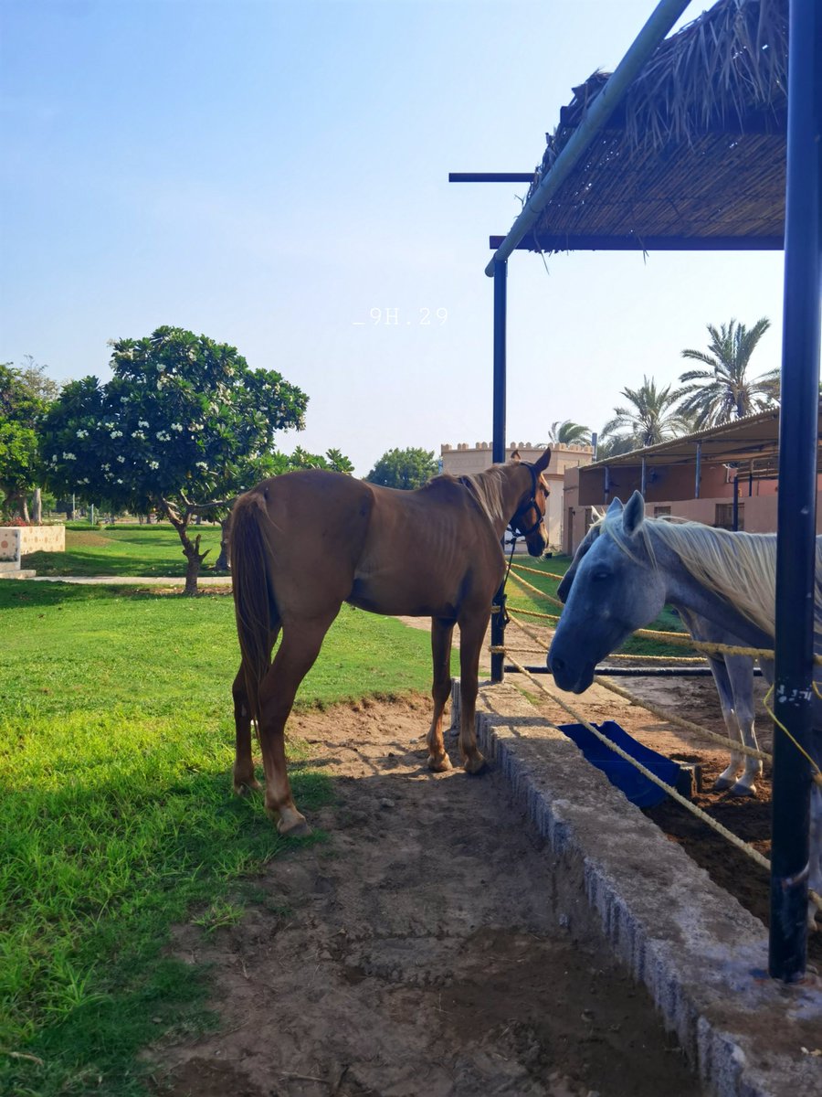 🌦️_9卄.29 🇴🇲🦌 tweet media
