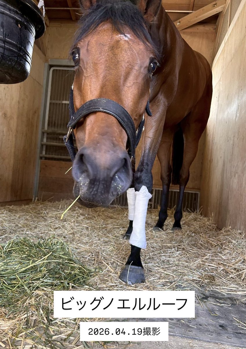 bigroof_racing's tweet photo. ビッグルーフレーシングです。
この度X公式アカウントを開設しました🏇

所有馬を応援してくださっている方、Instagramを見てくださっている方、いつもありがとうございます🙏

Xでは所有馬のオフショットを中心に、楽しめる投稿をしていきますのでぜひフォローよろしくお願いします🐴✨️ https://t.co/FosQdEcvkx