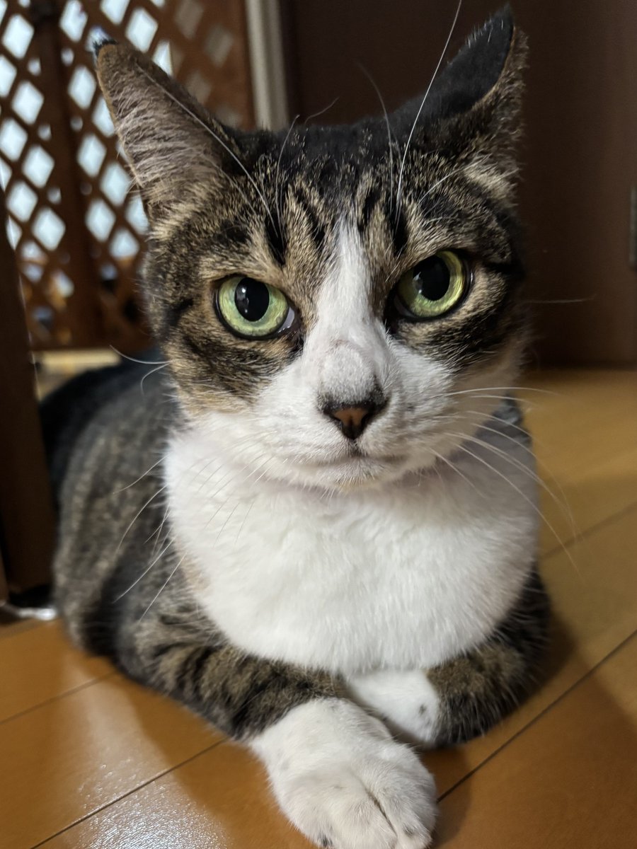mifuyu_916's tweet photo. 今日はお鼻が黒く濡れ濡れしてるハチミツかわいいさんだよー https://t.co/qzhDYX3zXw