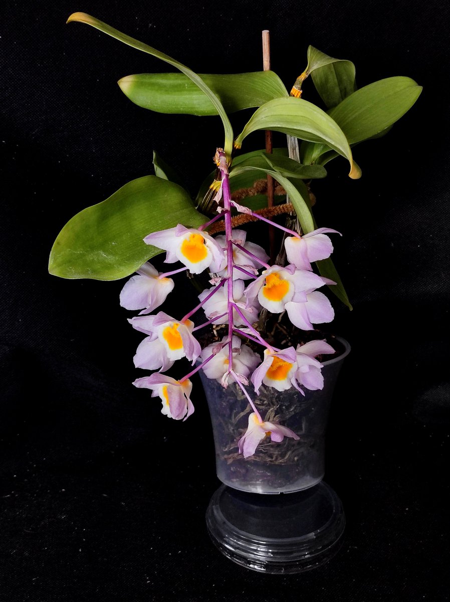 Bhyshma's tweet photo. Dendrobium  thyrsiflorum. Але не знаю, чи вірити назві, бо рожеві квіти це...

#orchid #dendrobium https://t.co/ei9LZllAxI