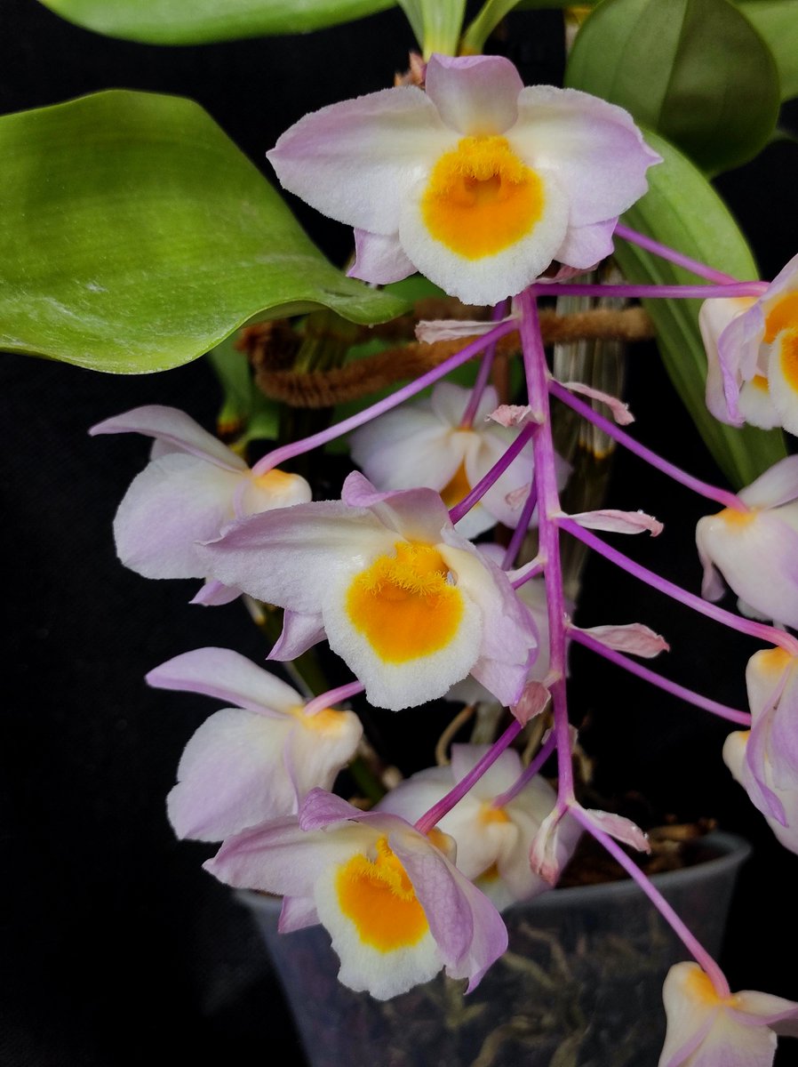 Bhyshma's tweet photo. Dendrobium  thyrsiflorum. Але не знаю, чи вірити назві, бо рожеві квіти це...

#orchid #dendrobium https://t.co/ei9LZllAxI