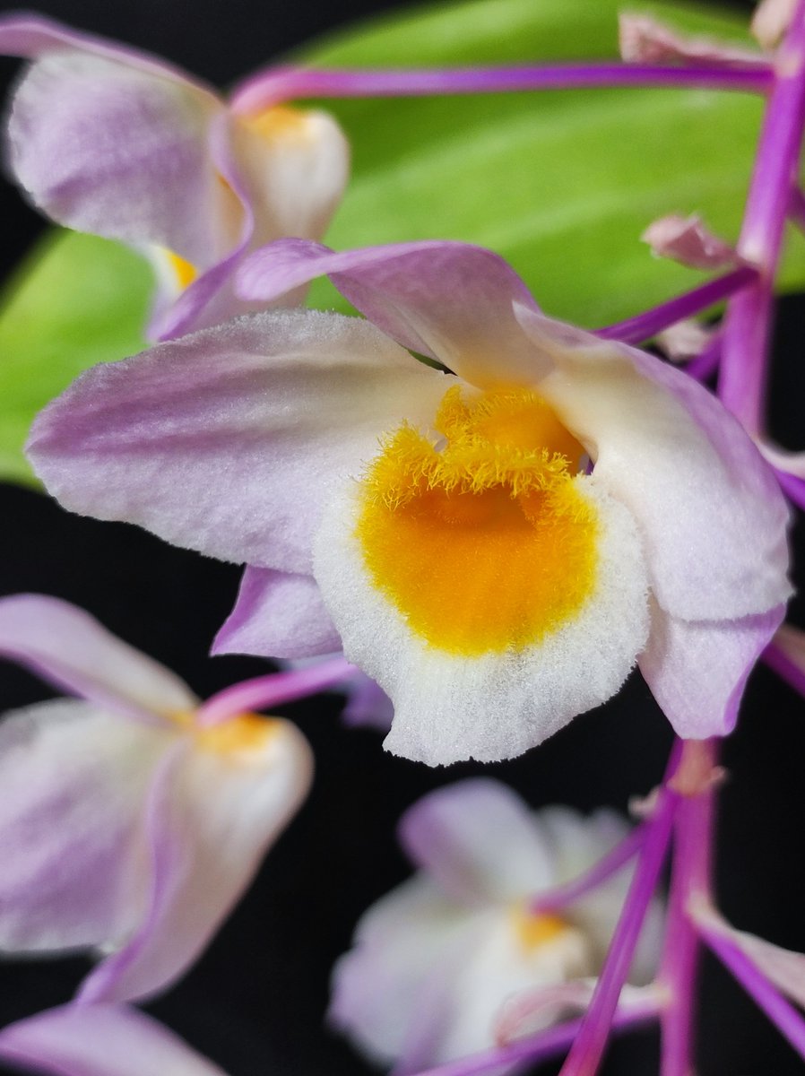 Bhyshma's tweet photo. Dendrobium  thyrsiflorum. Але не знаю, чи вірити назві, бо рожеві квіти це...

#orchid #dendrobium https://t.co/ei9LZllAxI