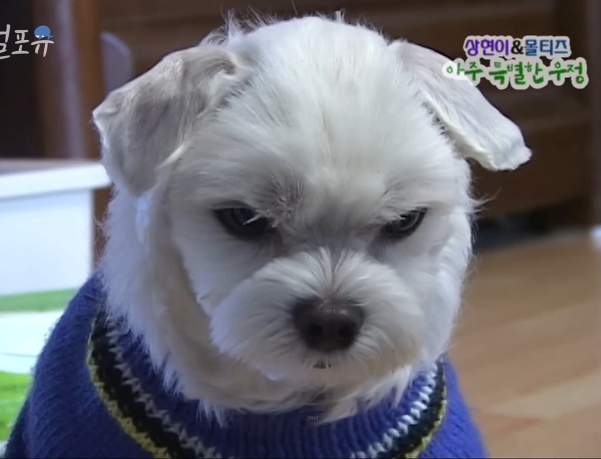 범 tweet media