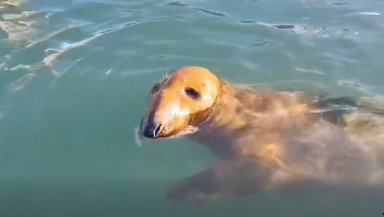 le_Parisien's tweet photo. Au Havre, le phoque « Maurice » est devenu la mascotte du port de pêche
➡️ https://t.co/pYDo3WM8Q1 https://t.co/K8Fd7YNidP