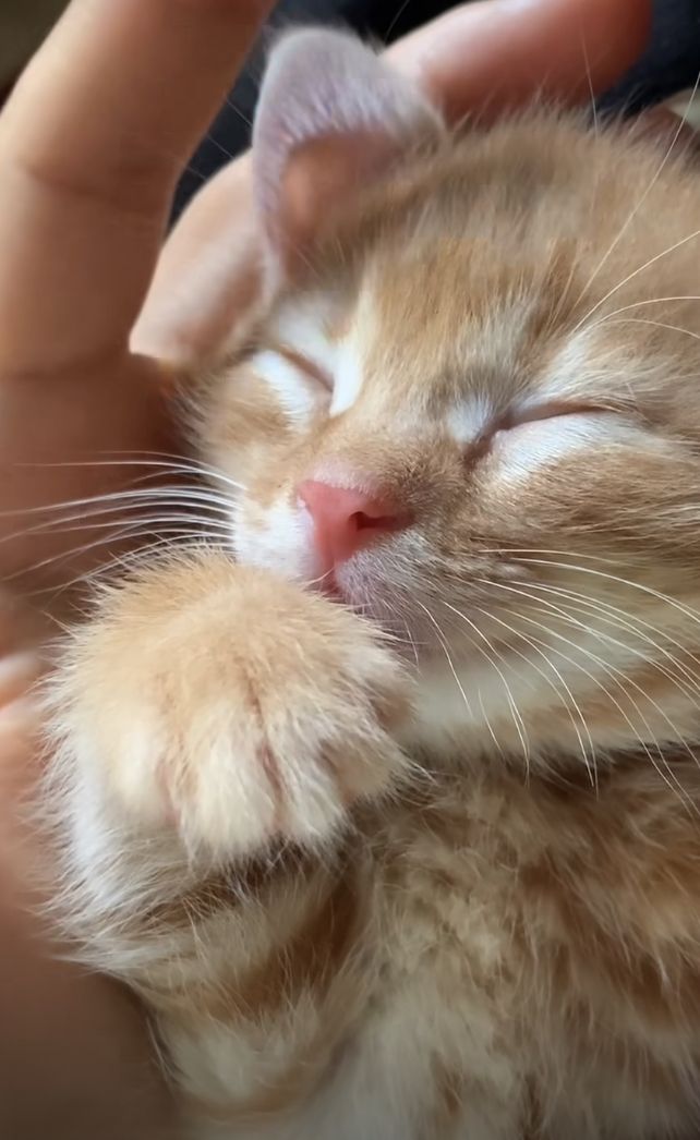 cutestscats's tweet photo. Professional nap angel ✨ https://t.co/B9FqlhpPV2