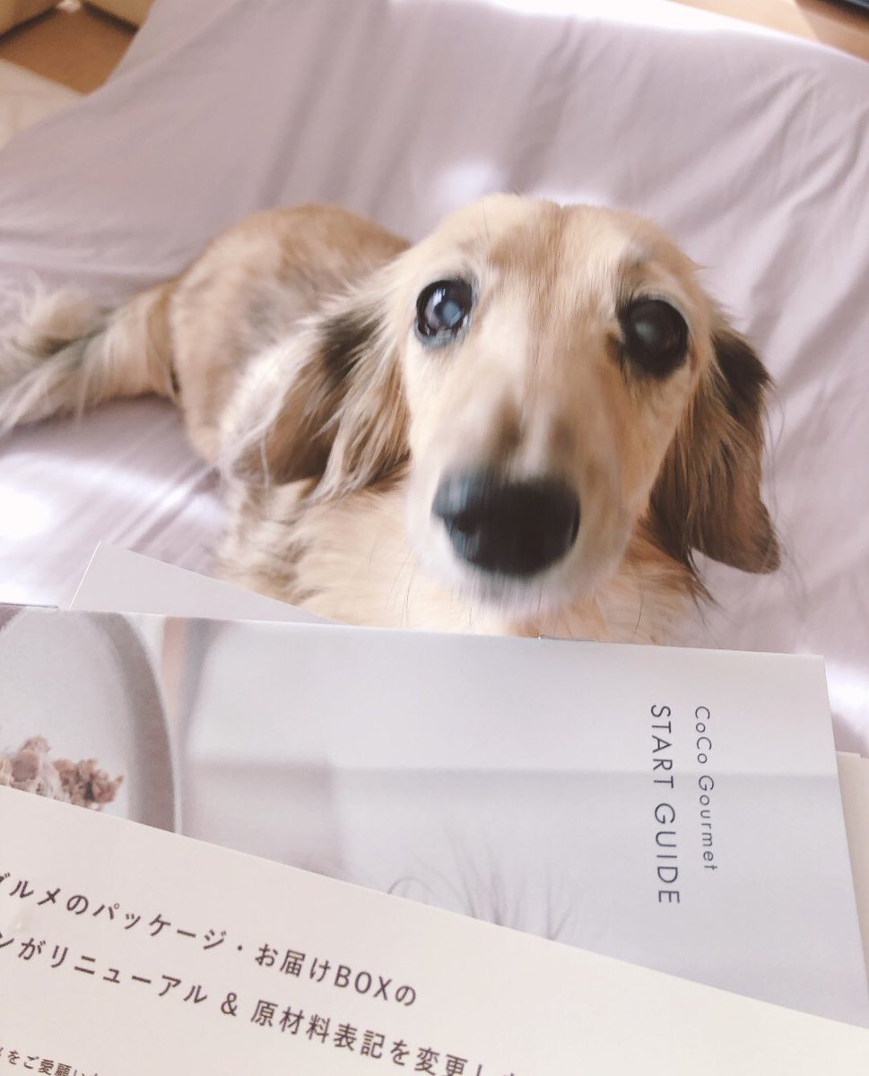 maaa2u_u's tweet photo. マロンの月命日🐶💐
毎日毎日暑いねマロンは元気にしてる？涼しいお部屋で一緒に遊ぼ〜(•̤ᗜ•̤ॢ)♡
マロンいつもありがとう、大好きだよ❤️いつか会える日を楽しみにしてる、また一緒に暮らそうよ(*'꒳´(´꒳`*)♡

#秘密結社老犬倶楽部天国支部
#虹組
#しあわせを願ってる
#大好きがとまらない♡ https://t.co/GsyPZ2M5AU