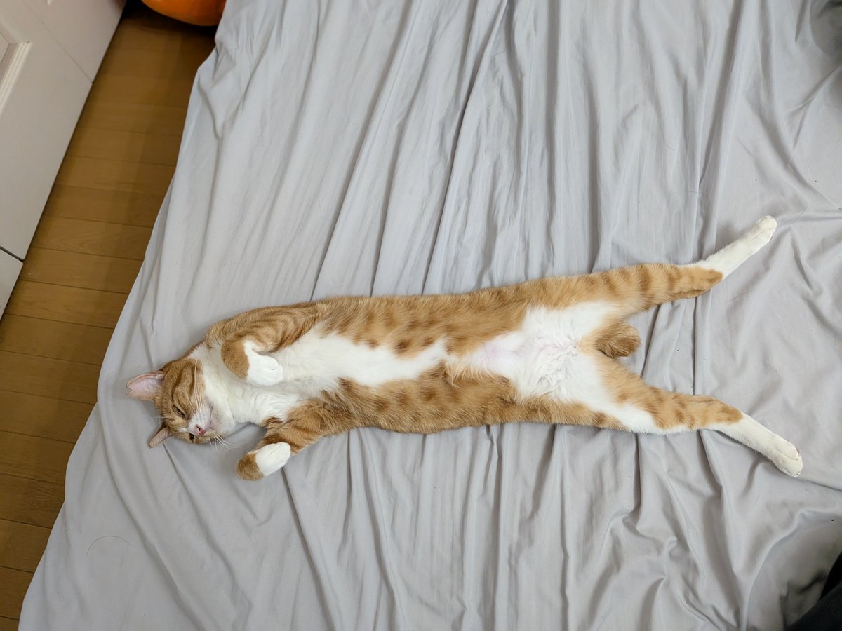 Japanese Six Cat Family (@kimucoro1) / Posts / X