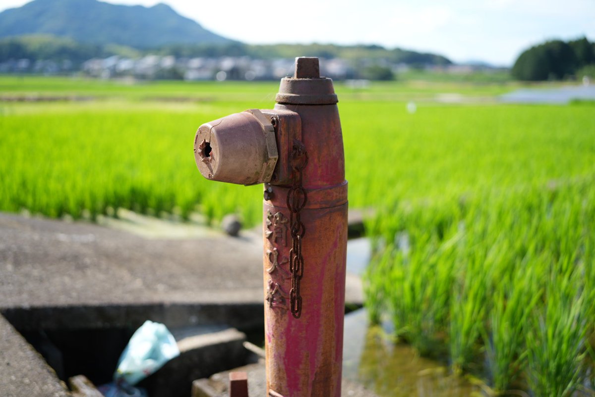 Oil_Cm7b5's tweet photo. 夏を求めて外に繰り出したら
夏の洗礼を受けて15分で活動限界

滝のように流れる汗
霞みゆく景色は蜃気楼か目眩か
田んぼの水が美味しそう
消火栓で水浴びしたい
用水路よ流れに乗せて家まで送ってくれ
暑さのあまり人間性まで焼かれる夏 https://t.co/2soXUQCIiz