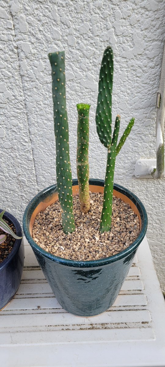 0523happy0601's tweet photo. 今日は風もあり少し涼しかったから植え替えした〜自分事が出来るてストレス無いな〜🤗 https://t.co/TKMhVZOhF8