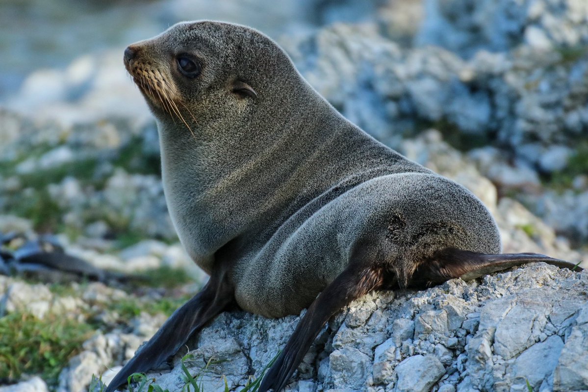 pseudorcinus's tweet photo. NZ fur seal pup 🦭 (Lots more seal photos to come from today) https://t.co/vyV0AchyfA