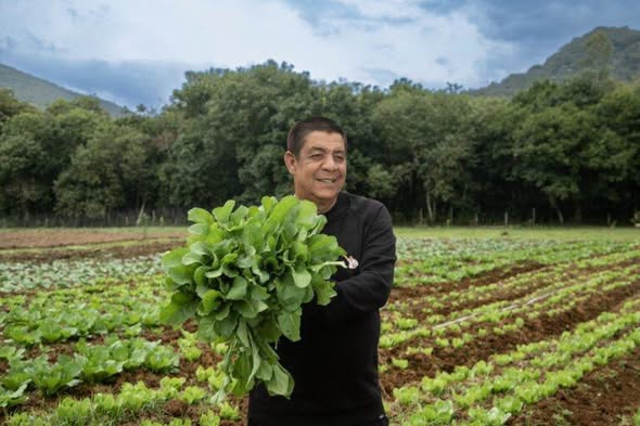 orlandoguerreir's tweet photo. Horta de Zeca Pagodinho forma 21 agricultores no RJ
Projeto do sambista formou a primeira turma de agricultura urbana e economia solidária da Baixada Fluminense

Por Giovanna Costa

Há pouco mais de um ano, um terreno de 8 mil metros quadrados que servia apenas de pasto em Xerém, distrito de Duque de Caxias, ganhou uma nova função. Foi ali que o cantor Zeca Pagodinho cedeu espaço para a criação da Horta Urbana Xerém I, a primeira horta urbana comunitária do distrito. Desde então, o projeto não parou de crescer.
Como tudo começou
A iniciativa partiu do filho do sambista, Louiz Carlos da Silva, que enxergou no terreno uma oportunidade concreta de gerar renda e alimento para a comunidade local. Além disso, encontrou no pai um aliado para o projeto, já que Zeca sempre teve o hábito de compartilhar o que produzia em seu próprio quintal.
“A vida tem que ser assim, ninguém pode viver sozinho. Tem que ser tudo dividido. É a vida, dividir o que eu ganhei.”
Onze mil mudas
Atualmente, o espaço reúne mais de 11 mil mudas de hortaliças, entre abóbora, acelga, alface, beterraba, brócolis, rúcula, quiabo e salsa. Além dessas culturas de ciclo curto, também foram plantadas mais de 50 espécies de árvores frutíferas, como acerola, jabuticaba, carambola, manga e laranja Bahia.
Essa diversidade, aliás, não é aleatória: o cultivo variado garante colheita ao longo de praticamente todo o ano.
Enquanto a produção plena ainda não é alcançada, a estimativa é que a horta chegue a gerar até 40 toneladas de alimentos por ano quando estiver totalmente estruturada. Desse total, uma parte será distribuída gratuitamente para famílias cadastradas, creches e escolas públicas da região. Já outra parcela entra no Programa de Aquisição de Alimentos (PAA) da Prefeitura de Duque de Caxias, o que, consequentemente, garante renda para quem trabalha diretamente na terra.
A base técnica por trás do samba
Para que o projeto funcionasse com consistência, no entanto, foi necessário apoio técnico especializado. Por isso, o Instituto Zeca Pagodinho firmou parceria com a Embrapa Agrobiologia e com a Universidade Federal Rural do Rio de Janeiro (UFRRJ), instituições responsáveis por capacitação e suporte agronômico contínuo.
A unidade, batizada de “Quintal Produtivo”, integra ainda a Política Nacional de Agricultura Urbana e Periurbana, com apoio do Ministério do Desenvolvimento Agrário e Agricultura Familiar (MDA).
Uma nova turma, um novo capítulo
Recentemente, a UFRRJ concluiu o curso Agricultura Urbana e Economia Solidária na Baixada (AUP-Baixada), com cerimônia de formatura realizada na própria sede do Instituto Zeca Pagodinho.
Ao todo, 21 novos agricultores urbanos e periurbanos foram formados — e, entre eles, as mulheres representaram 70% do grupo de concluintes. Além disso, por demanda da própria comunidade, o curso teve como foco a produção de plantas medicinais e fitoterápicos, voltados à saúde física e emocional dos participantes.
"Enquanto eu estiver aqui, ninguém passa fome", garante o músico Zeca Pagodinho • (Foto: Reprodução/Ana Branco)
Louiz da Silva, diretor-geral do Instituto Zeca Pagodinho posa com a gestora ambiental Cynthia Souza e os agricultores Inês Élio, Jéssica Araújo e Matheus Fortunato (Foto: Reprodução/Ana Branco
Zeca Pagodinho na Horta Xerém I, de onde hortaliças, frutas e legumes serão colhidos para alimentar comunidade
(Foto: Reprodução/Ana Branco)