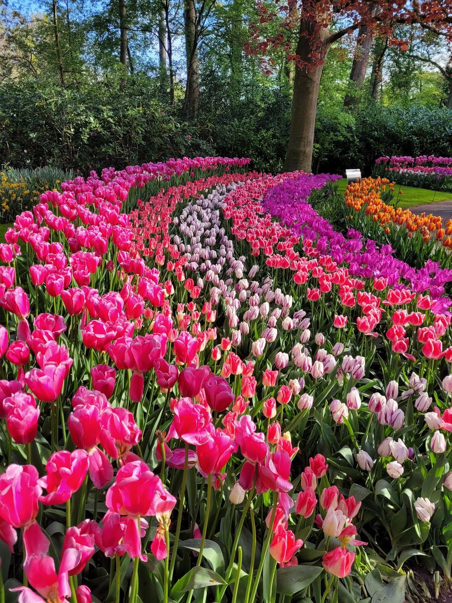 _Naturaee's tweet photo. tulipfield https://t.co/Ecv8CTNlMX