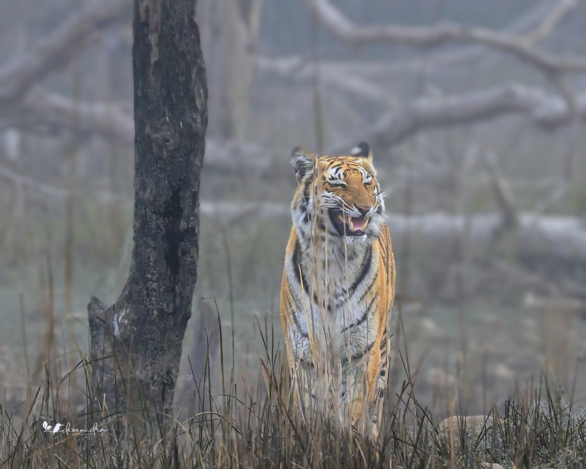 deveendls's tweet photo. Birthday greetings Corbett Saheb. A big thank you. 
#corbett #corbettnationalpark #corbettlighting #birds_of_instagram #natgeoindia https://t.co/1pvzVPpBaC
