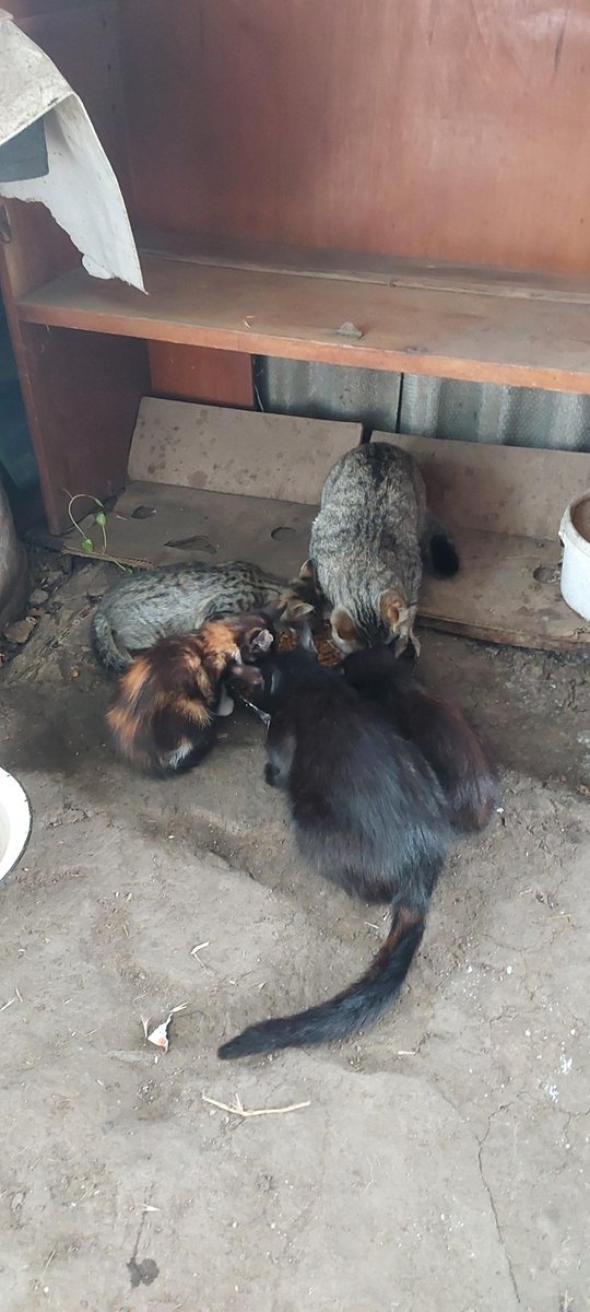 Sayravem's tweet photo. Заберіть маленьку Маґду, вона теж киця сорту calico.
Мама у неї чорна, тато руденький з білим.

Маґді близько 4х місяців, вона живе з військовими. 
Привезу у ваше місто потягом.
Вже оброблена краплями, решту організую.

0639661606, viber/whatsapp, або в коменти тут
Катерина https://t.co/mXeqpWbaSH