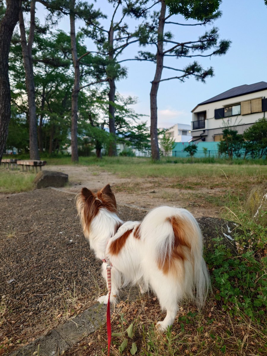 ponyonyoika's tweet photo. 暑すぎ… https://t.co/ktg4MsNmV6