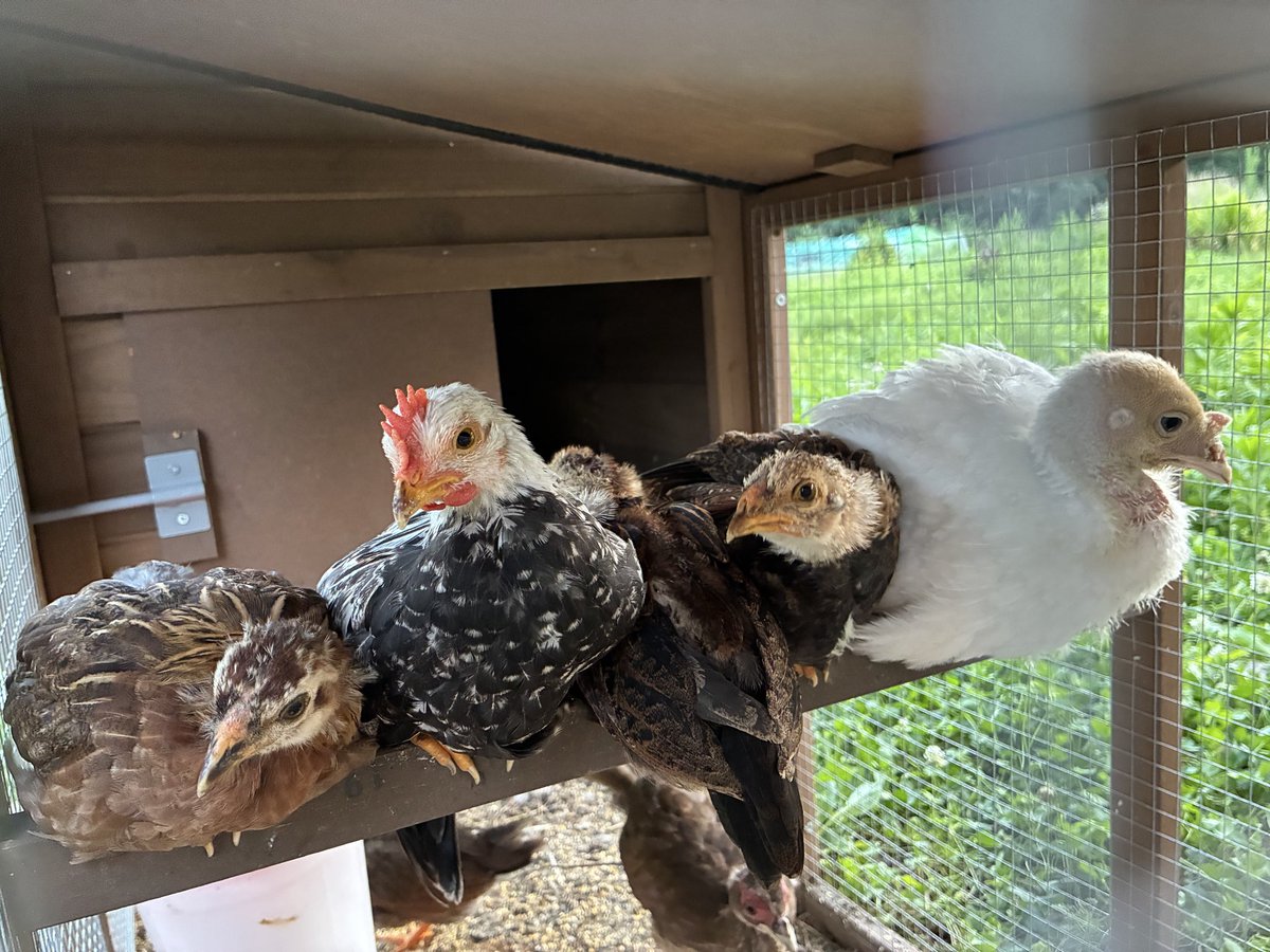 7faceturkey's tweet photo. シャンクスよ、新メンバーとしてチームに馴染むの早すぎやしないか。お前はそれでいいのか、、？

受け入れる方もすごいな。
#鳥好きさんと繋がりたい #鶏 #七面鳥 
#鶏飼育 https://t.co/pA6Deu8pCm