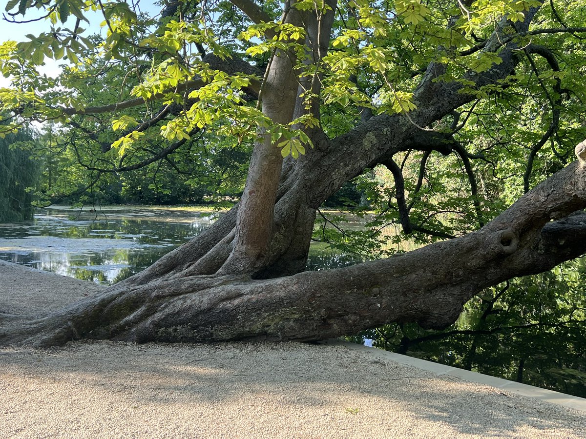 TiCLme's tweet photo. Never say ‘just’ a Horse chestnut 

#neverjustatree https://t.co/TdDIzM908G